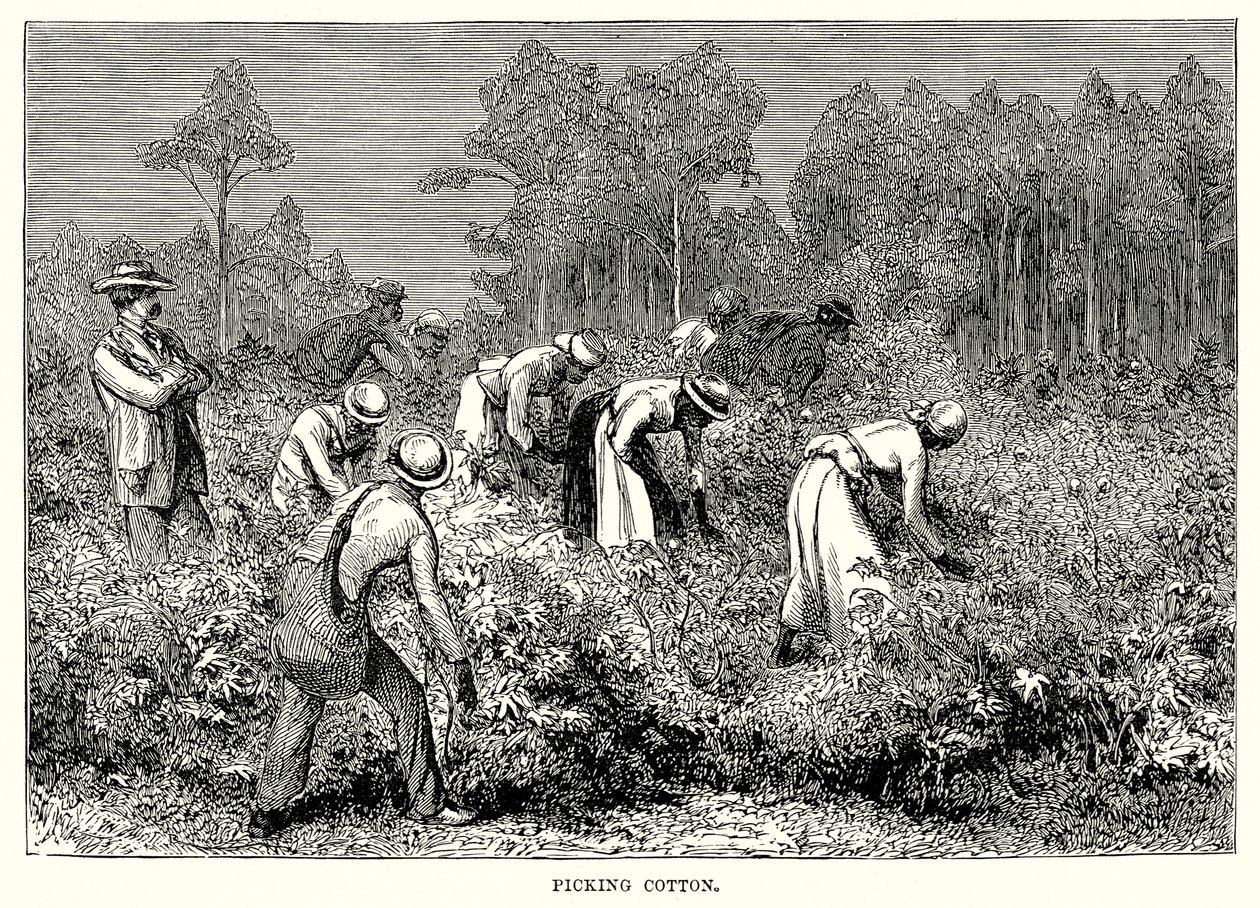 Apanhar algodão (gravura) de English School
