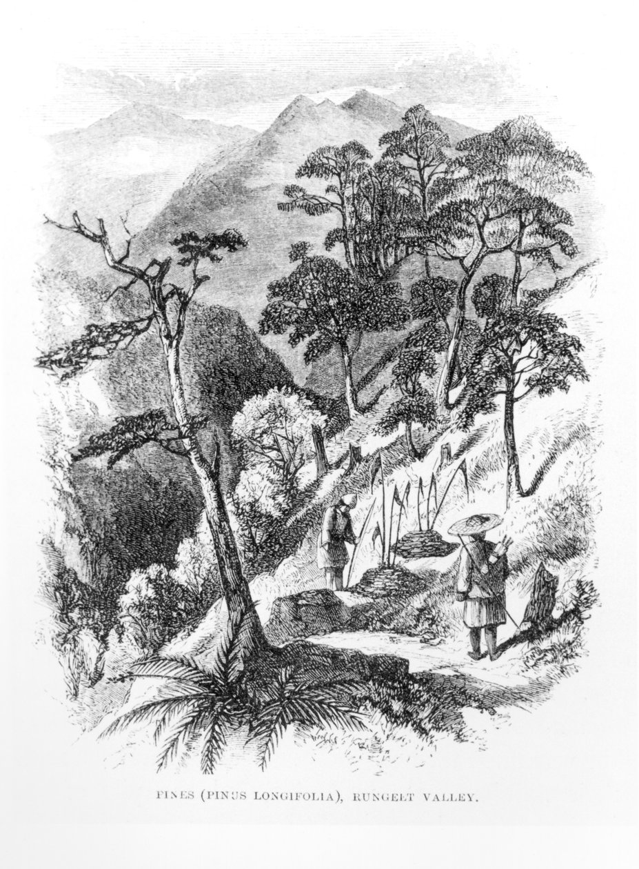 Pinheiros no vale de Rungelt dos Himalaias, dos diários do Himalaia, 1854 de English School