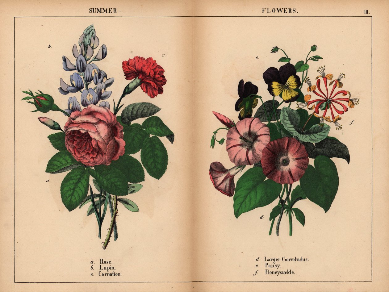 Rosa de couve rosa, tremoço azul, cravo escarlate, convolvulus roxo maior, pansy roxo e amarelo, e madressilva rosa e laranja, de "The Instructive Picturebook, or Lessons from the Vegetable World," [Charlotte Mary Yonge], Edimburgo de English School