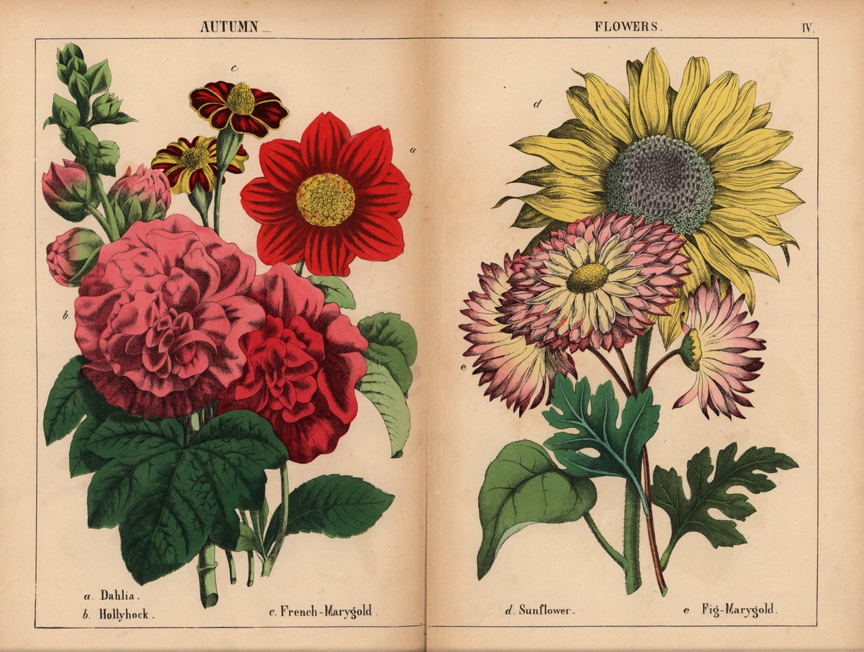 Dália rosa, marygold francês carmesim e amarelo, malva escarlate, girassol amarelo, figo marygold rosa e amarelo-limão, de "The Instructive Picturebook, or Lessons from the Vegetable World", [Charlotte Mary Yonge], Edimburgo de English School