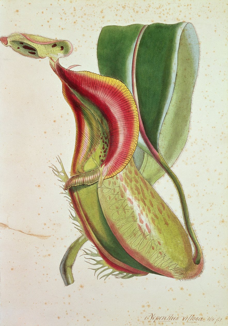 Planta de jarro: Nepenthes villosa (alimentação de insetos), assinado HK (litografia colorida) de English School