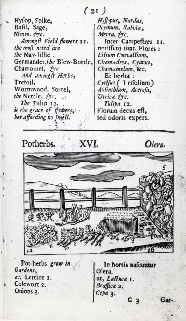 Plant Husbandry de &39;Orbis sensualism pictus&39; por Johann Amos Comenius, publicado c.1689 de English School