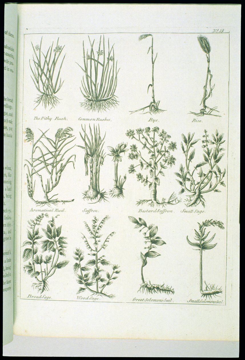 Plantas de Culpepers English Physician e Complete Herbal, publicadas em 1790 de English School