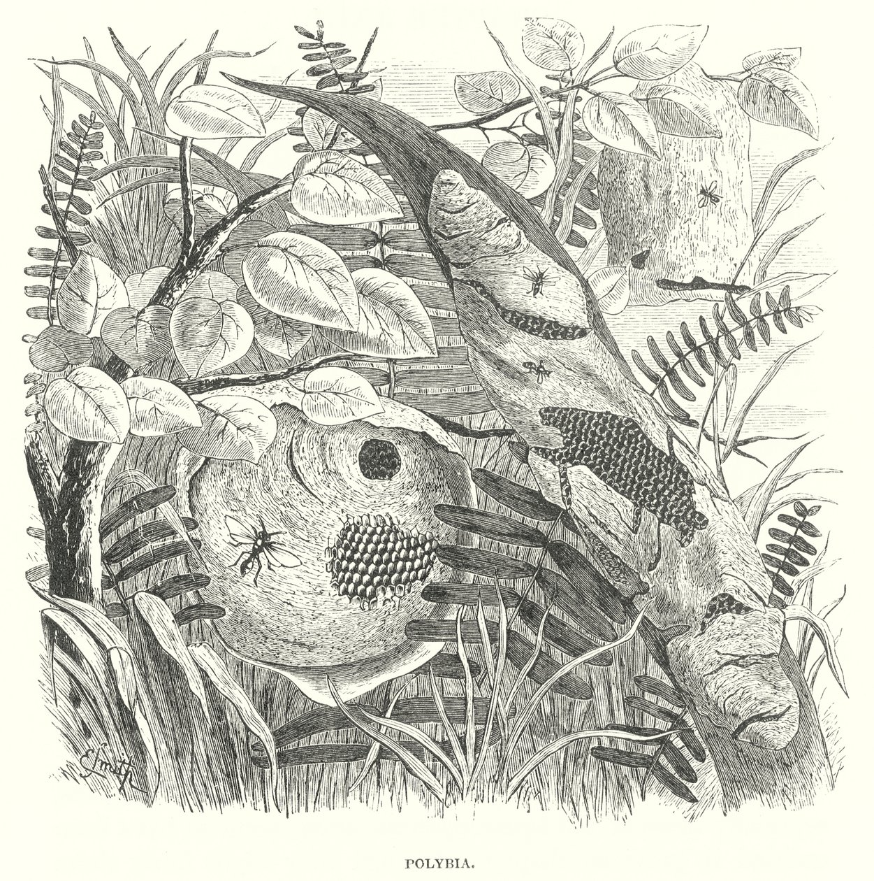 Vespas Polybia (gravura) de English School