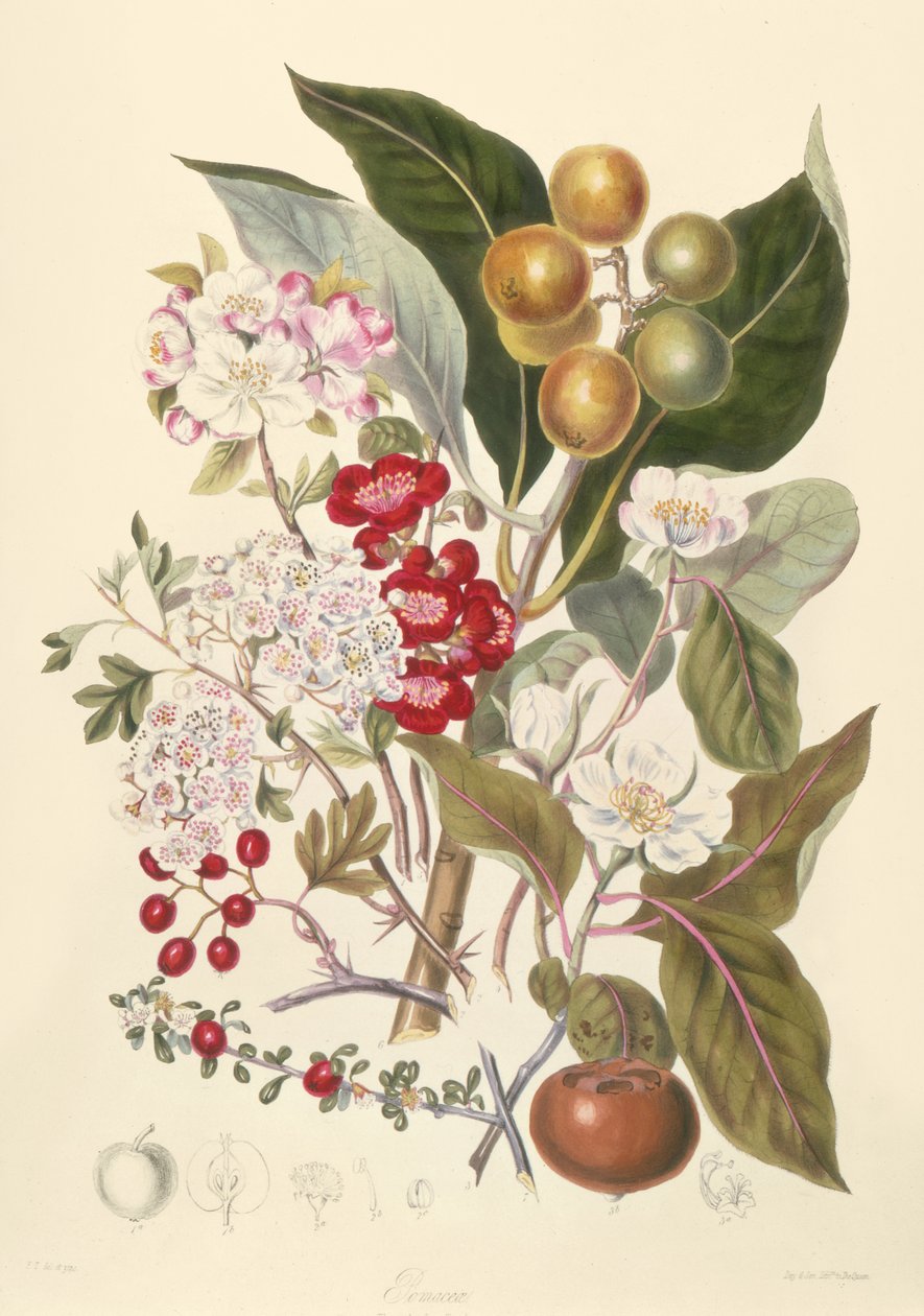 Pomaceae, a tribo da Apple de English School