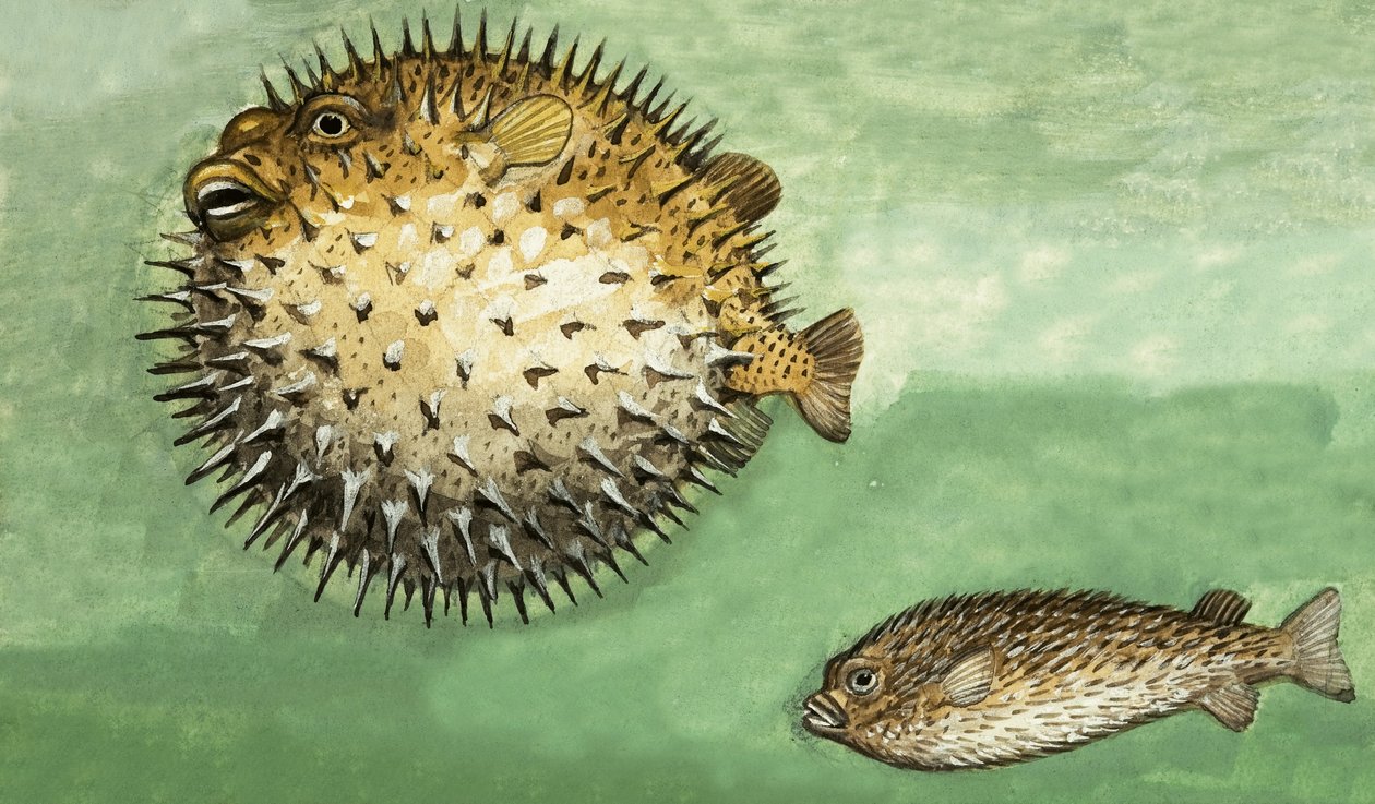Peixe-espinho de English School