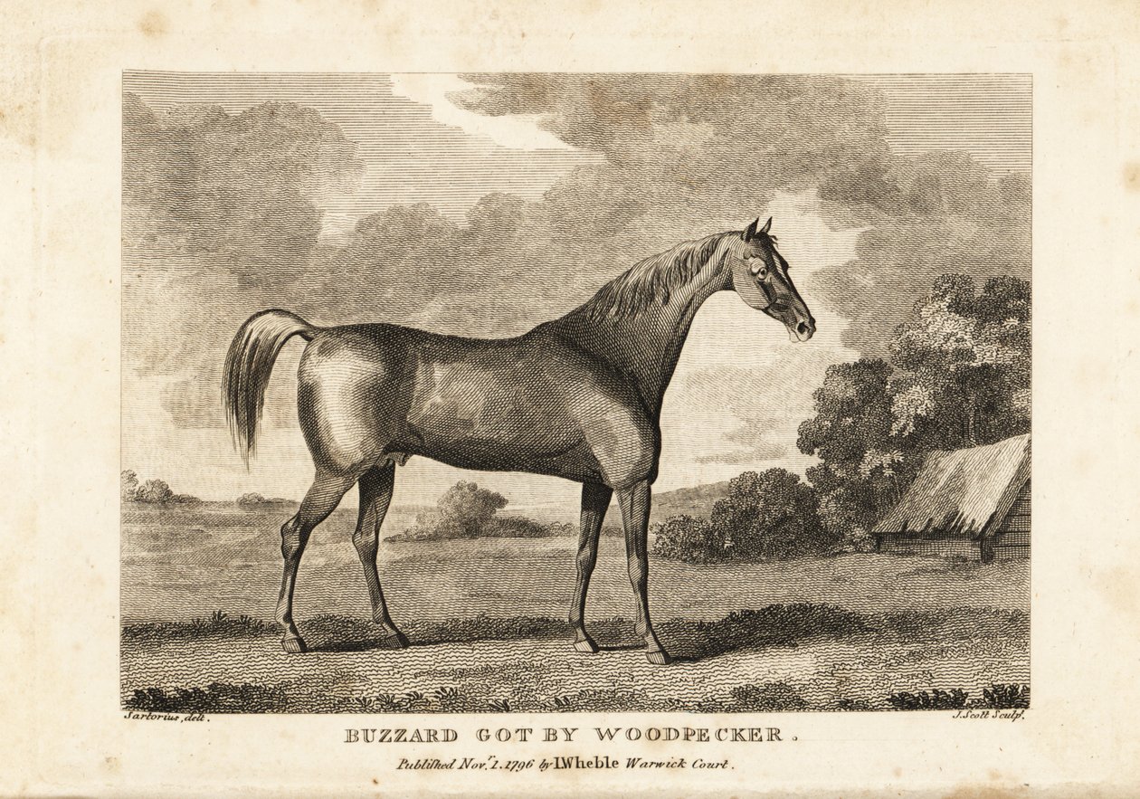 Retrato do cavalo de corrida campeão Buzzard obtido por Woodpecker de English School