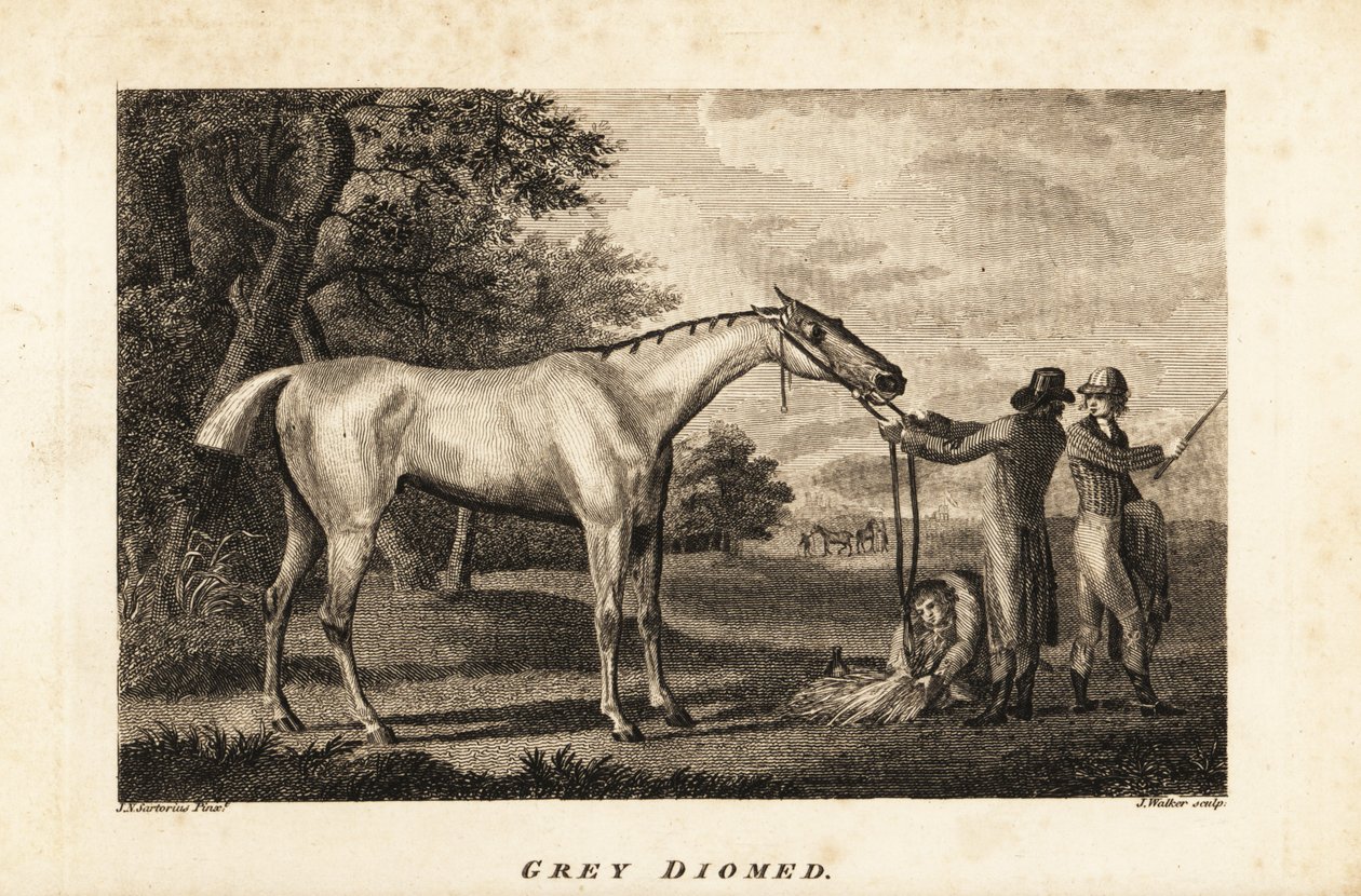 Retrato do cavalo de corrida Grey Diomed com jockey e noivos de English School