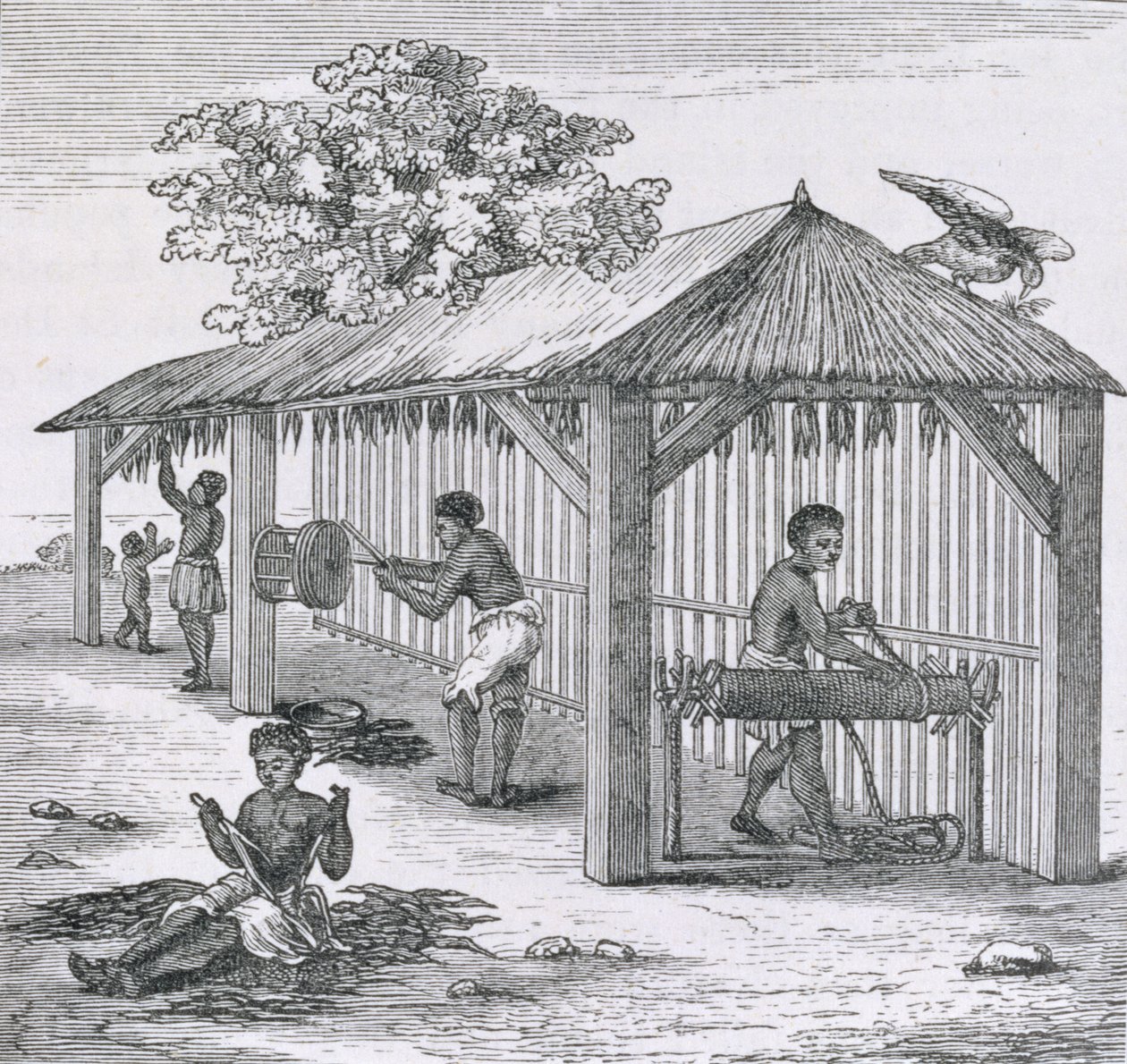 Preparando o tabaco, de "Santo Domingo Past and Present", de Samuel Hazard, pub. 1873 de English School