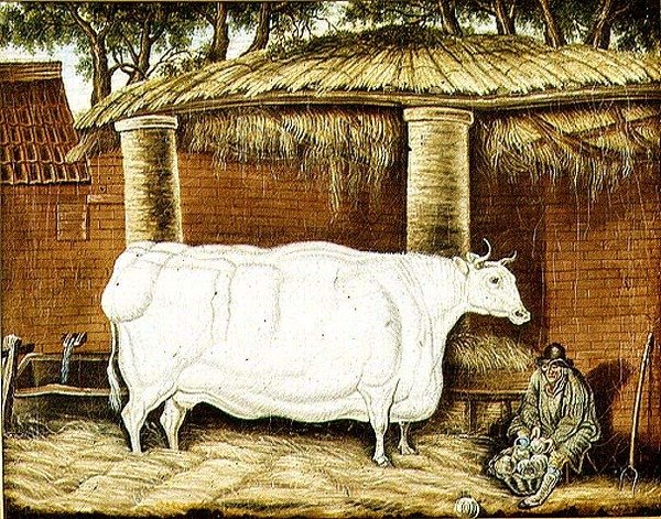 Boi Primitivo de English School