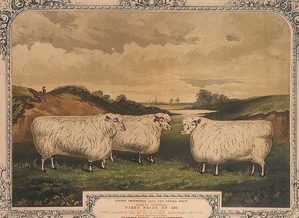 Prêmio Cotswold ovelhas, alimentadas com alimentos temperados com o condimento Thorley, comemorando o show de gado gordo do clube London Smithfield, gravado por M. Gauci (fl.1810-46) c.1840 (litho) de English School