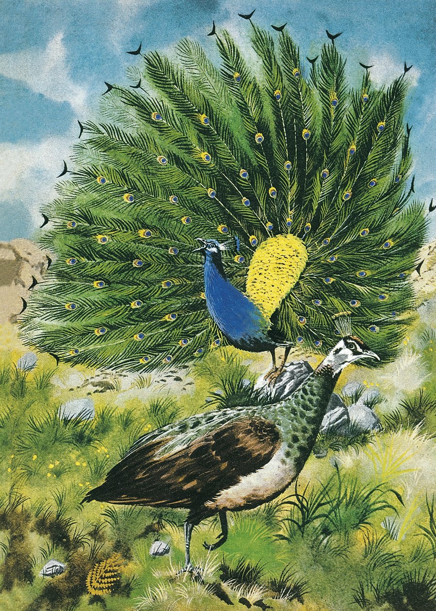 Orgulhoso como um pavão de English School