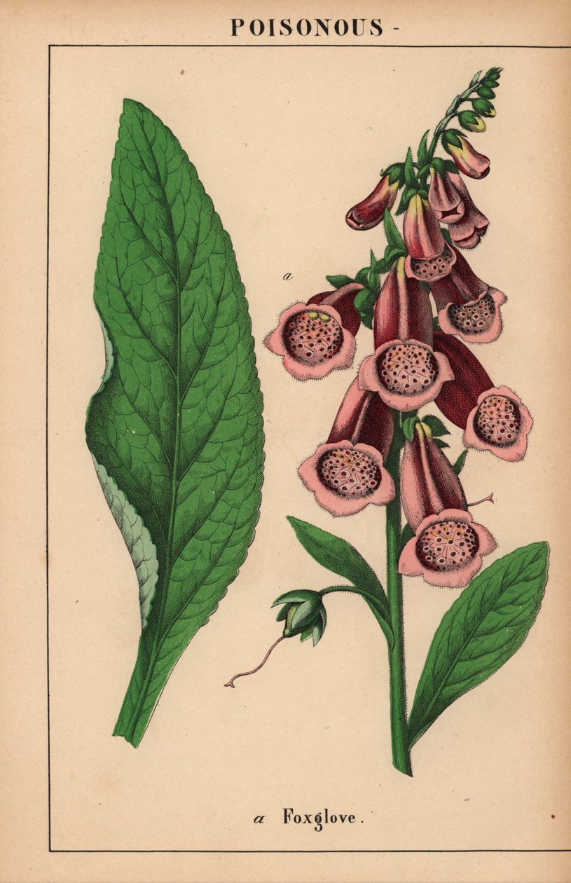 dedaleira roxa  , de "The Instructive Picturebook, or Lessons from the Vegetable World," [Charlotte Mary Yonge], Edimburgo de English School