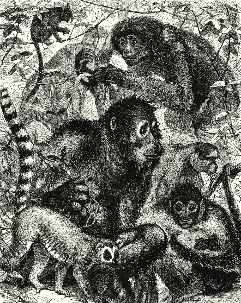 Quarumana: A tribo dos macacos (gravura) de English School