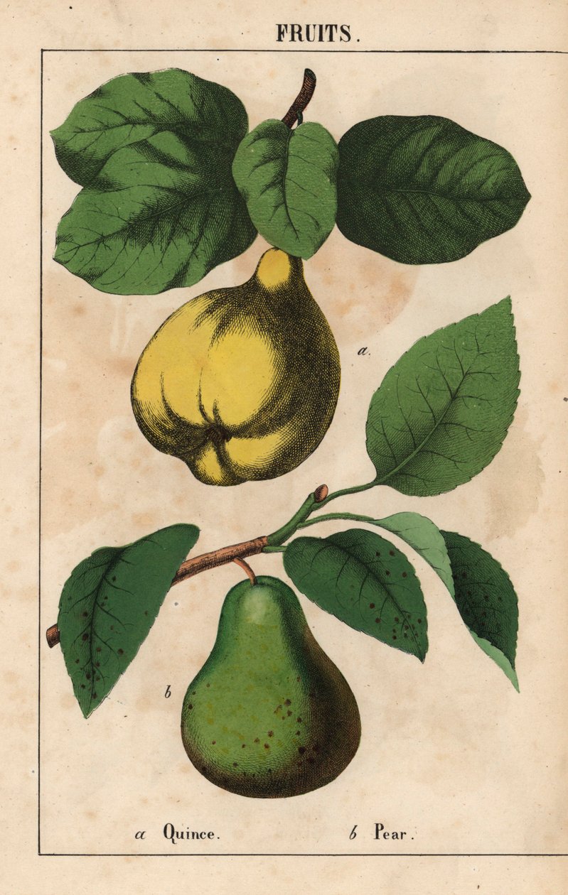 Marmelo e pêra , de "The Instructive Picturebook, or Lessons from the Vegetable World," [Charlotte Mary Yonge], Edimburgo de English School