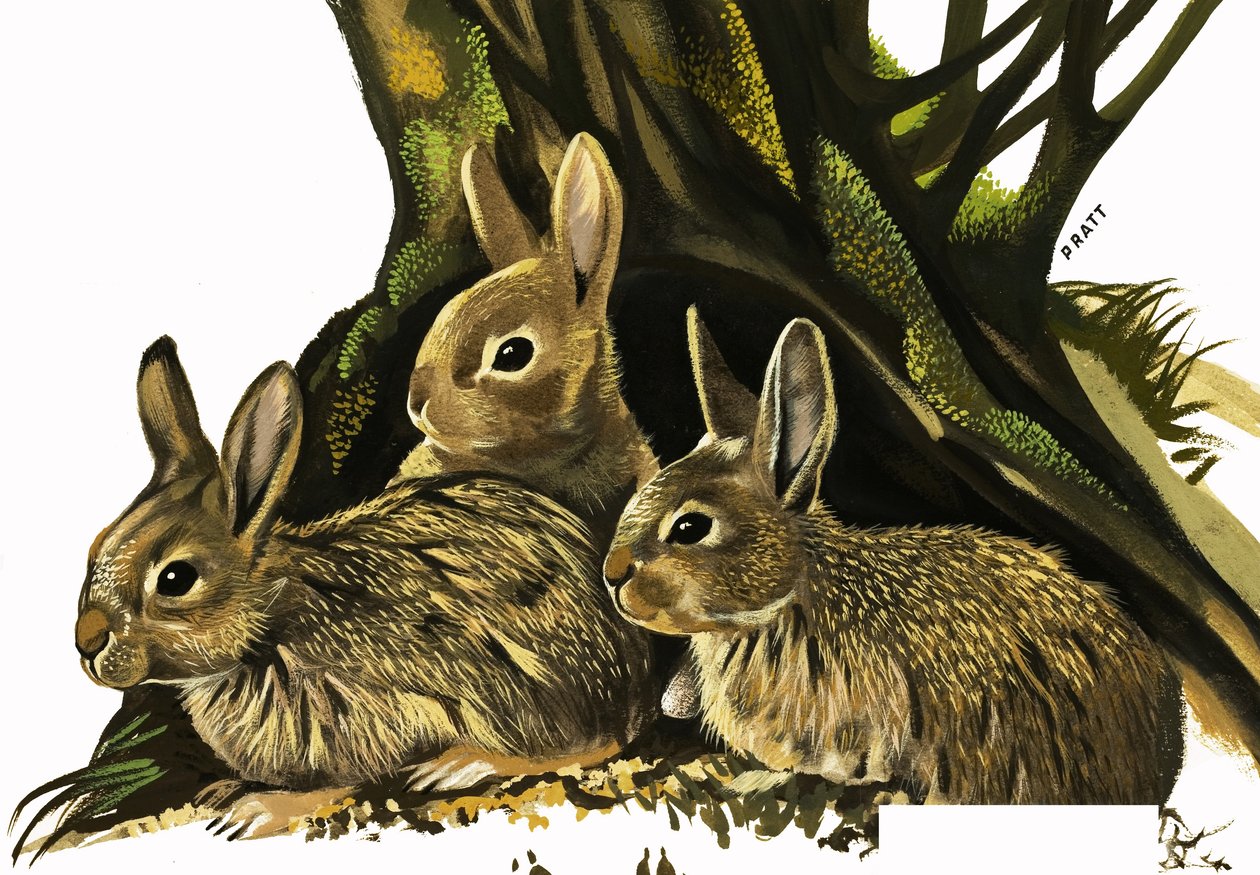 Coelhos de English School