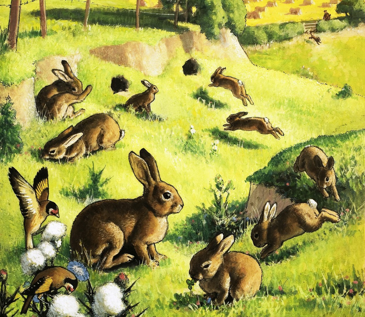 Coelhos a brincar de English School