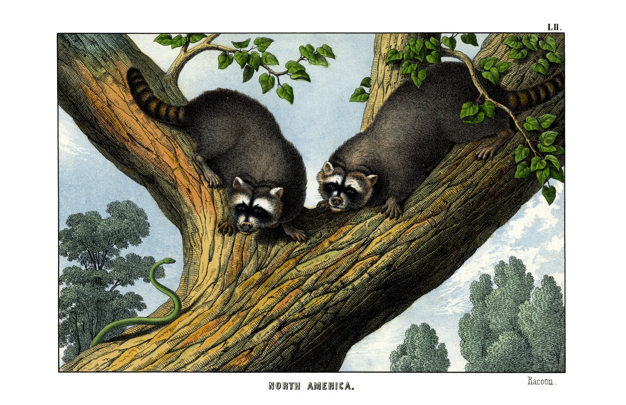 Racoon de English School