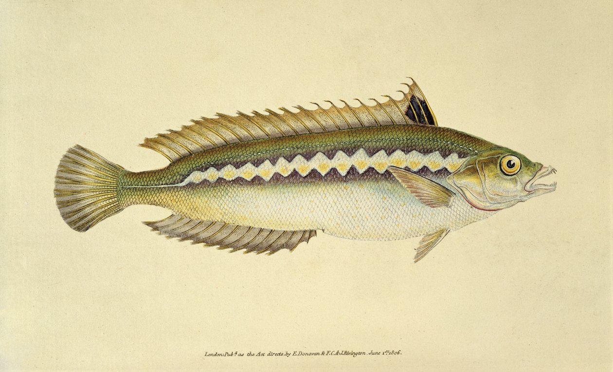 Bodião-arco-íris, Pl.96 de "The Natural History of British Fishes", pub. por E. Donovan e F.C.  J. Rivington de English School