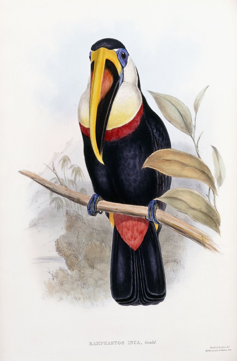 Ramphastos Inca de English School