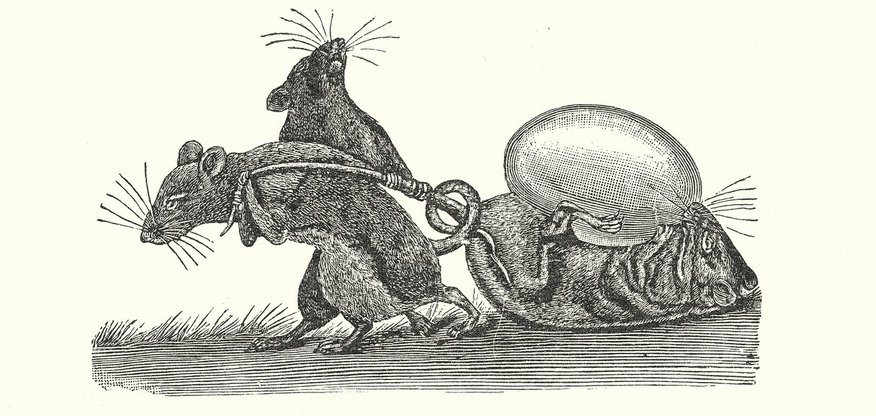Ratos a transportar um ovo para casa (gravura) de English School