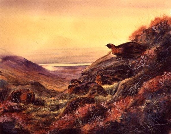 Red Grouse in Moorland, c.1890 (aguarela sobre papel) de English School