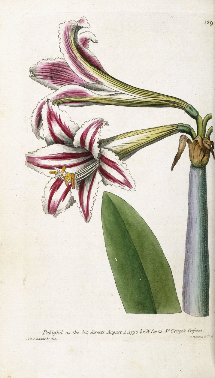 Lily listrada de vermelho e branco, 1799-1810 de English School