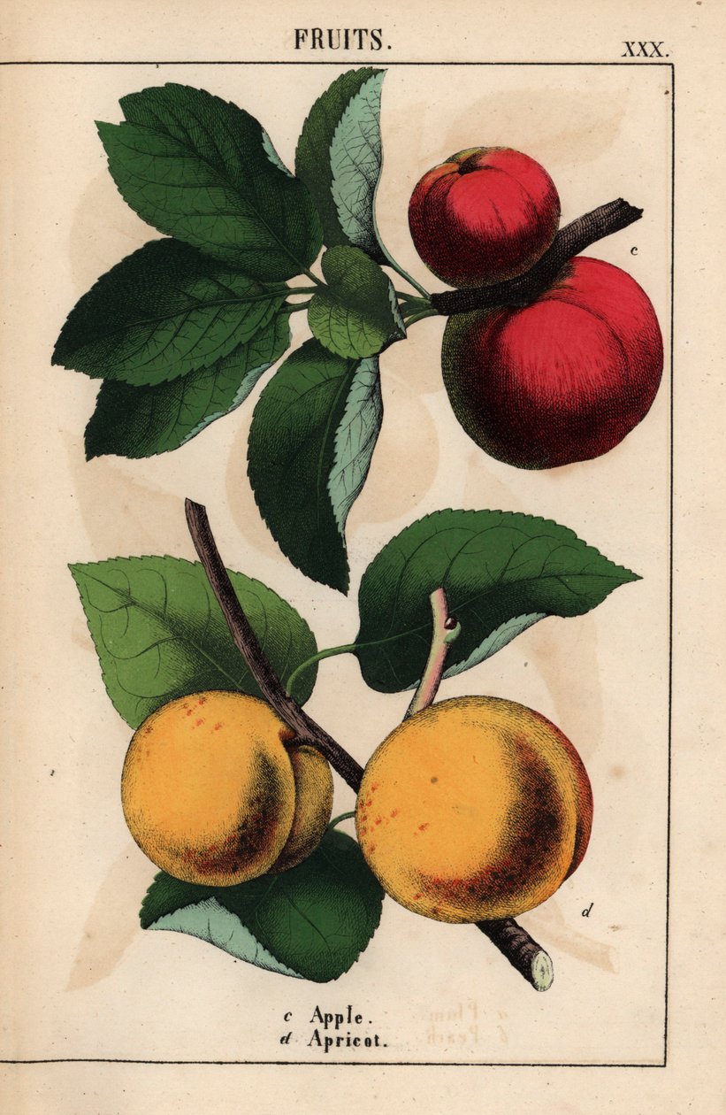 Maçãs vermelhas e damascos   , de "The Instructive Picturebook, or Lessons from the Vegetable World", [Charlotte Mary Yonge], Edimburgo de English School