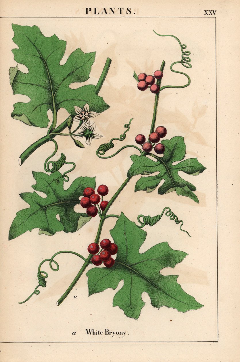 Bryony vermelho com frutas vermelhas. Bryonia dioica   , de "The Instructive Picturebook, or Lessons from the Vegetable World", [Charlotte Mary Yonge], Edimburgo de English School