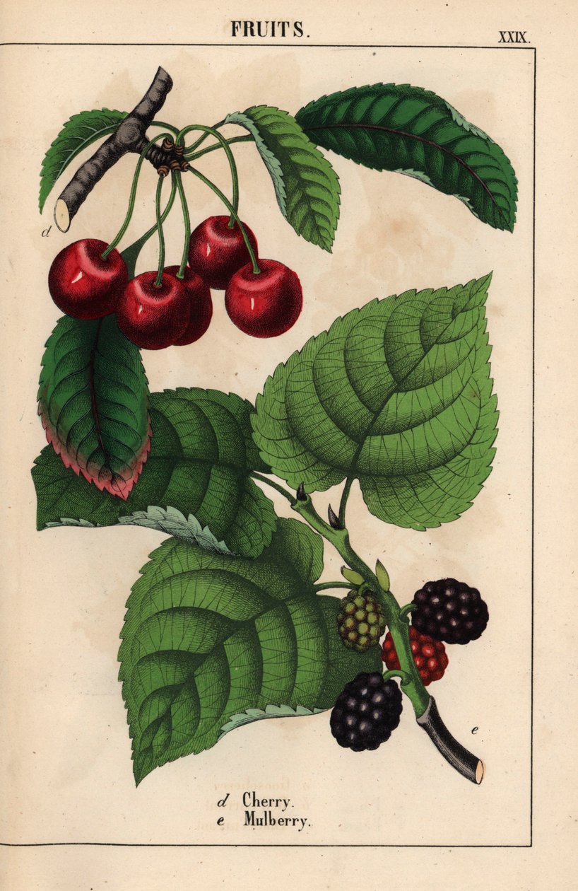 Cerejas vermelhas e frutos de amora , do "The Instructive Picturebook, or Lessons from the Vegetable World," [Charlotte Mary Yonge], Edimburgo de English School