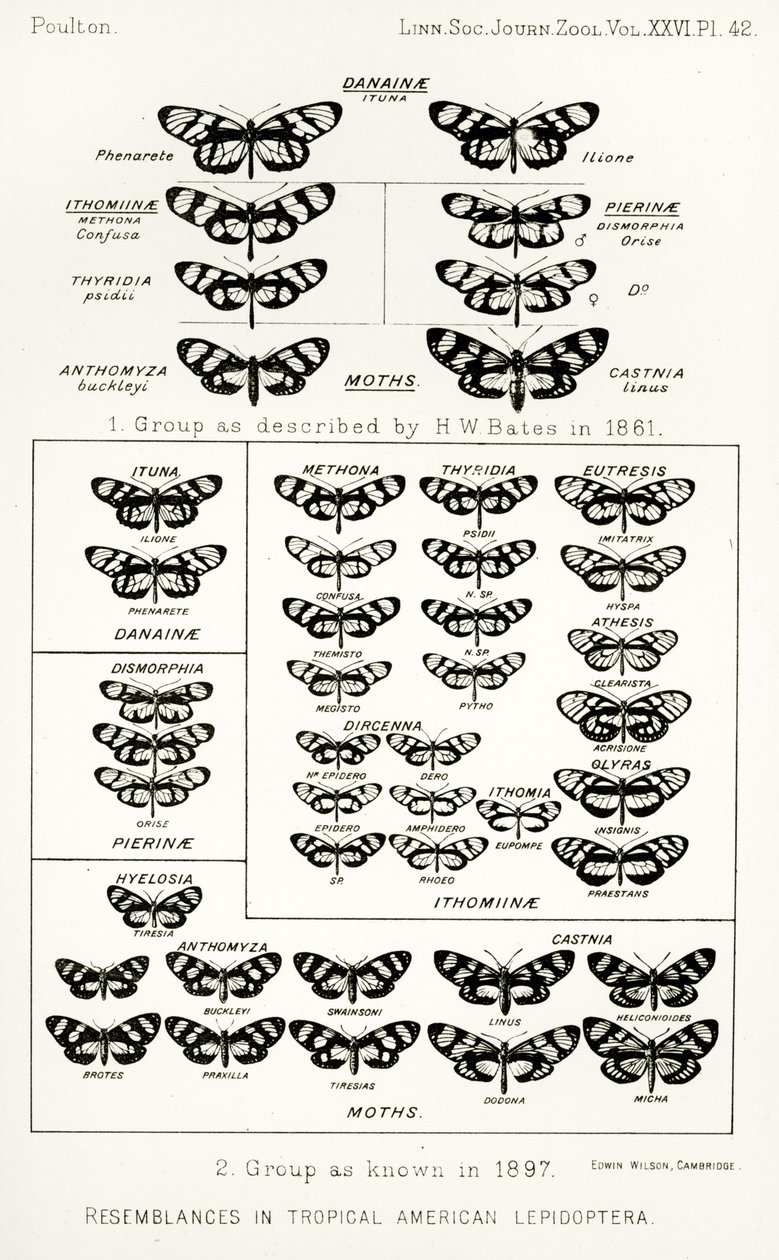 Semelhanças em lepidópteros tropicais americanos, ilustração de The Hope Reports, vol. II, 1897-1900., Editado por Edward B. Poulton, Oxford, 1901 de English School