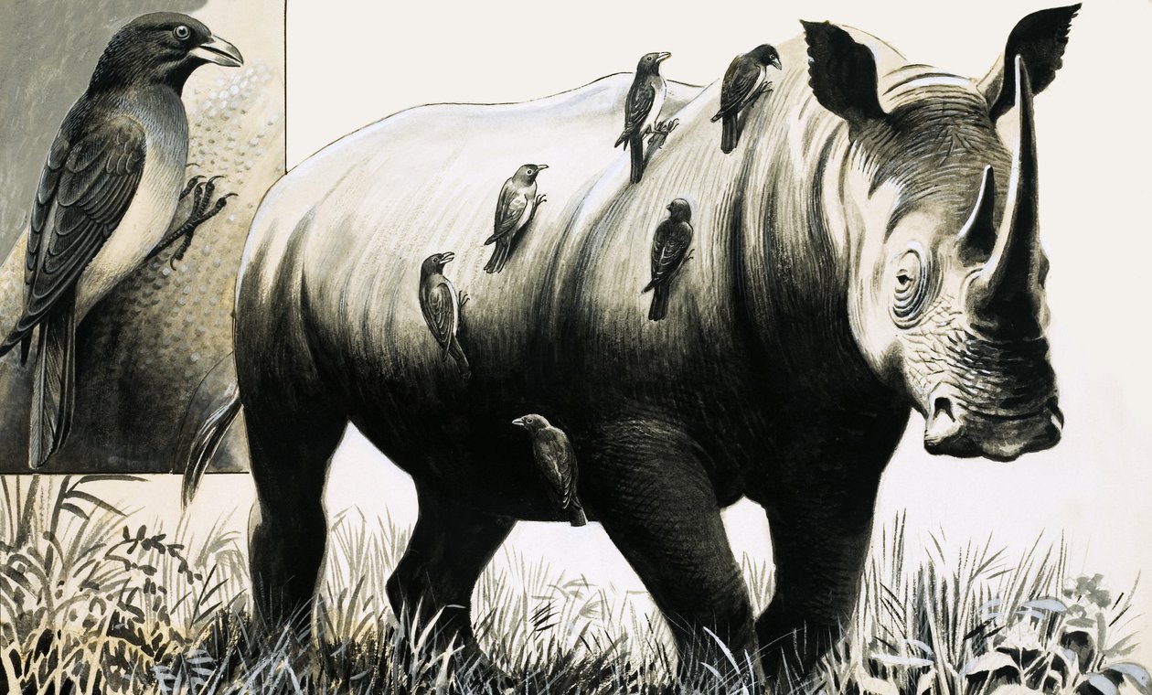 Rinoceronte e pássaro oxpecker de English School