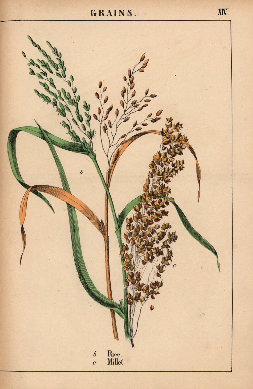 Arroz e painço, de "The Instructive Picturebook, or Lessons from the Vegetable World," [Charlotte Mary Yonge], Edimburgo de English School