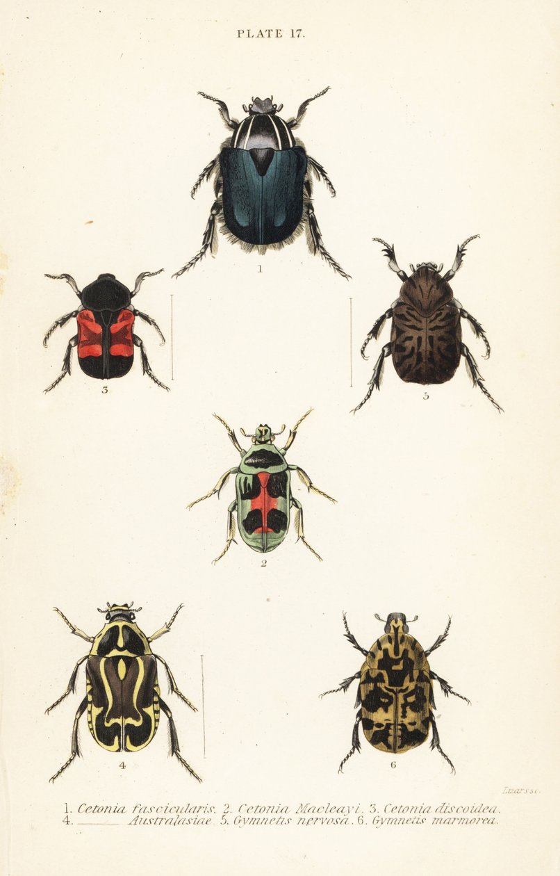 Escaravelhos-da-rocha: Cetonia fascicularis 1, Heterorhina macleayi 2, Gametoides subfasciata 3, escaravelho, Eupoecila australasiae 4, Gymnetis hieroglyphica 5 e Gymnetis marmorea 6 de English School