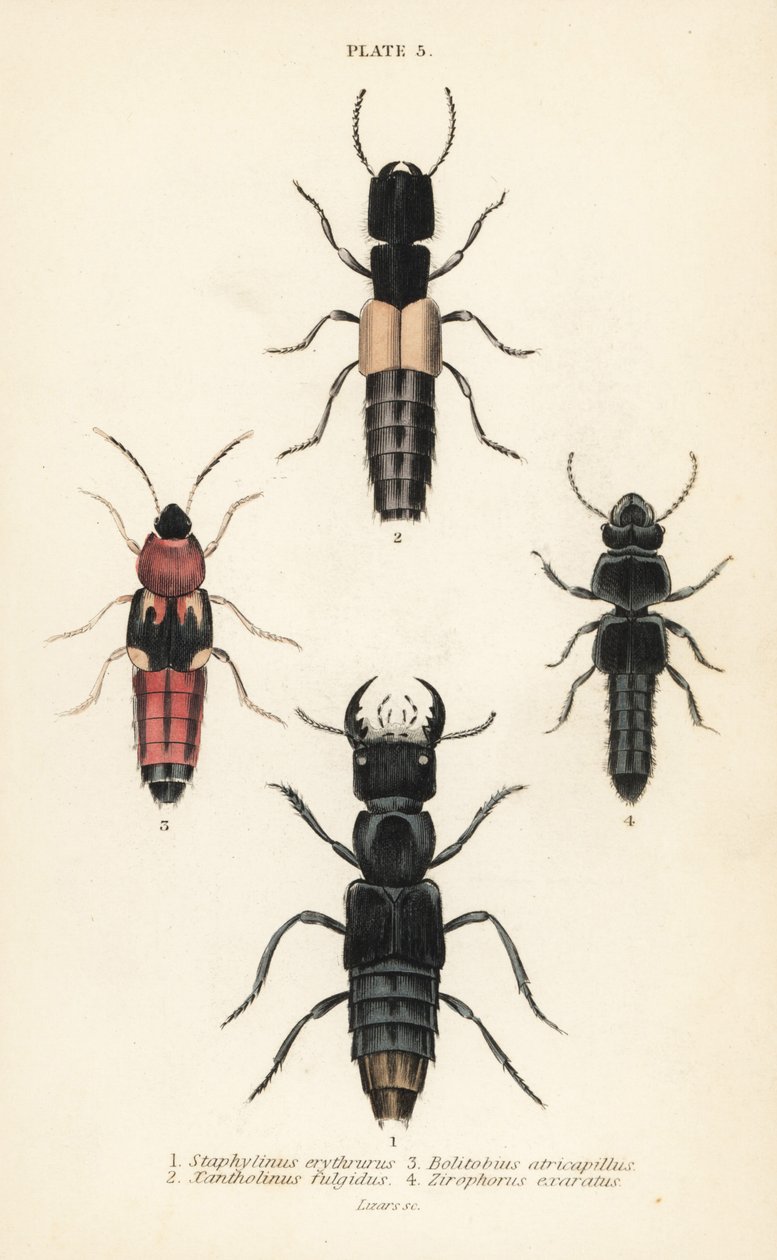 Escaravelhos Rove: Staphylinus erythrurus 1, Xantholinus fulgidus 2, Bolitobius atricapillus 3, Zirophorus exaratus 4 de English School
