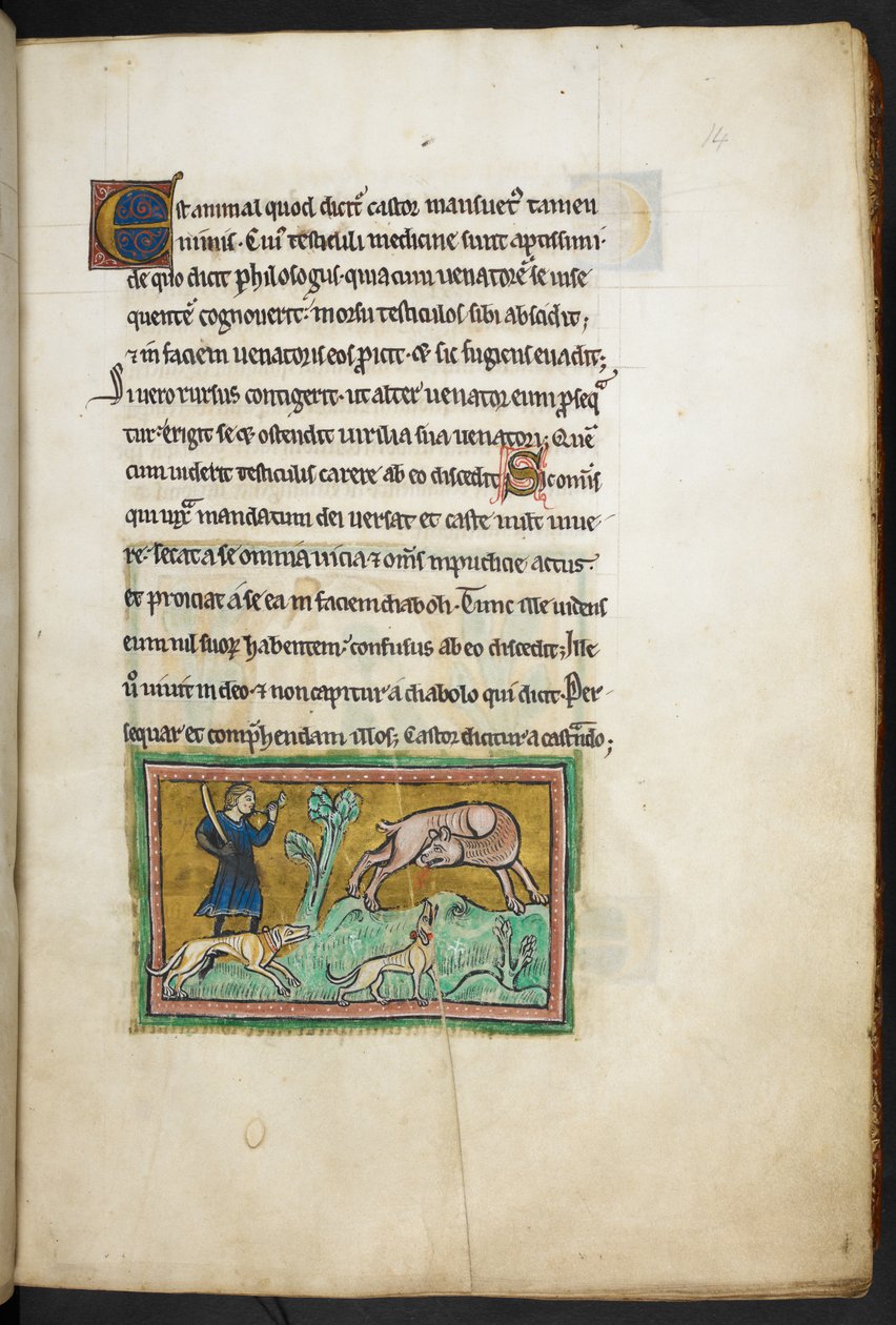 Real 12 F.XIII, f.14 Um lobo (?) com sangue a sair da boca, e um caçador com cães, do Bestiário de Rochester, 2.º quartel do século XIII de English School