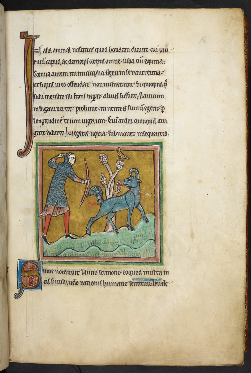 Royal 12 F.XIII, f.16 Um caçador disparando uma flecha contra um animal. Bestiário (ff. 3-141), Lapidário (ff. 141v-149) 2º quartel do século XIII de English School