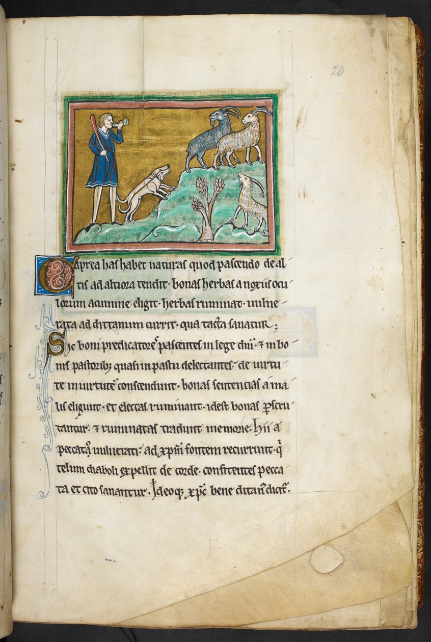 Royal 12 F.XIII, F.20 Um caçador ou fazendeiro com cães, perseguindo cabras.  Bestiário (ff. 3-141), lapidário (ff. 141v-149)  2º trimestre do século 13 de English School