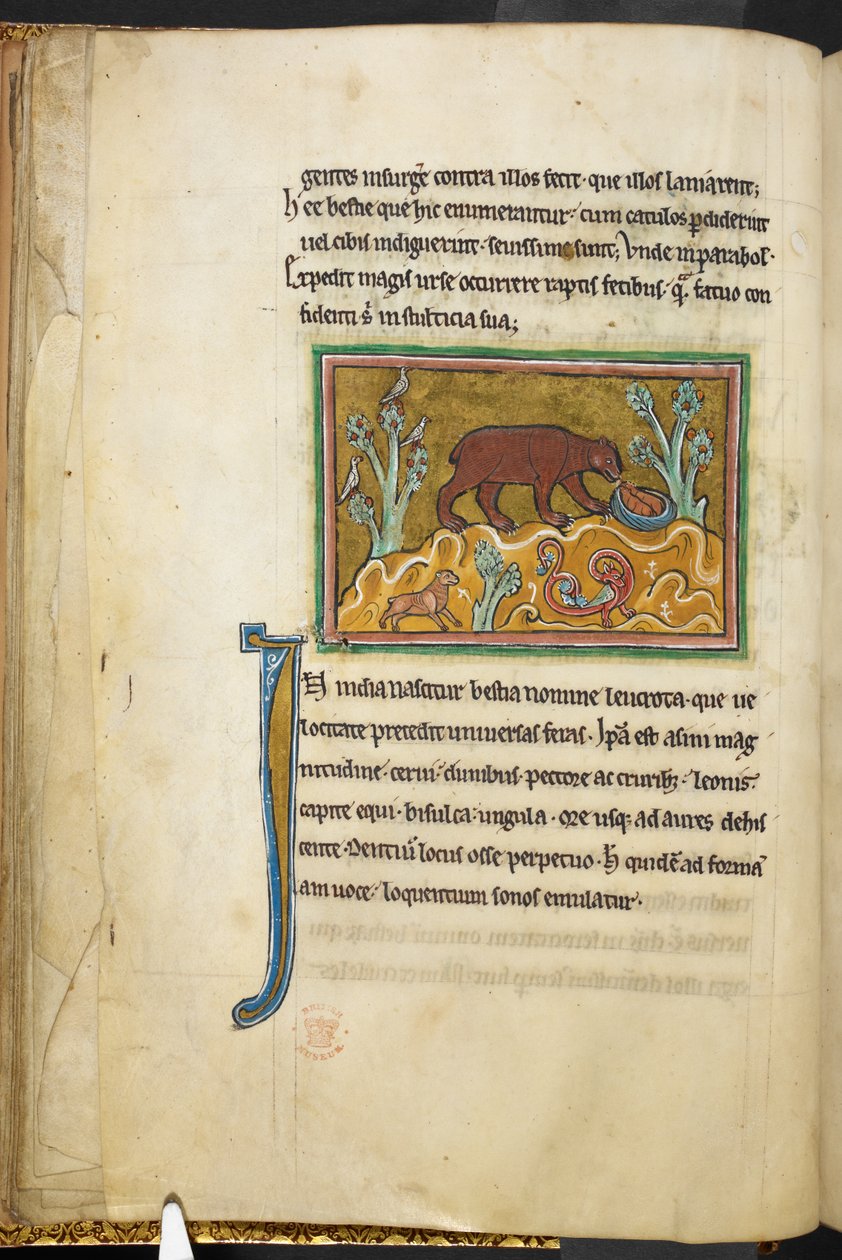 Real 12 F.XIII, f.22v Um urso olhando para filhotes.  Bestiário (ff. 3-141), lapidário (ff. 141v-149)  2º quartel do século XIII de English School