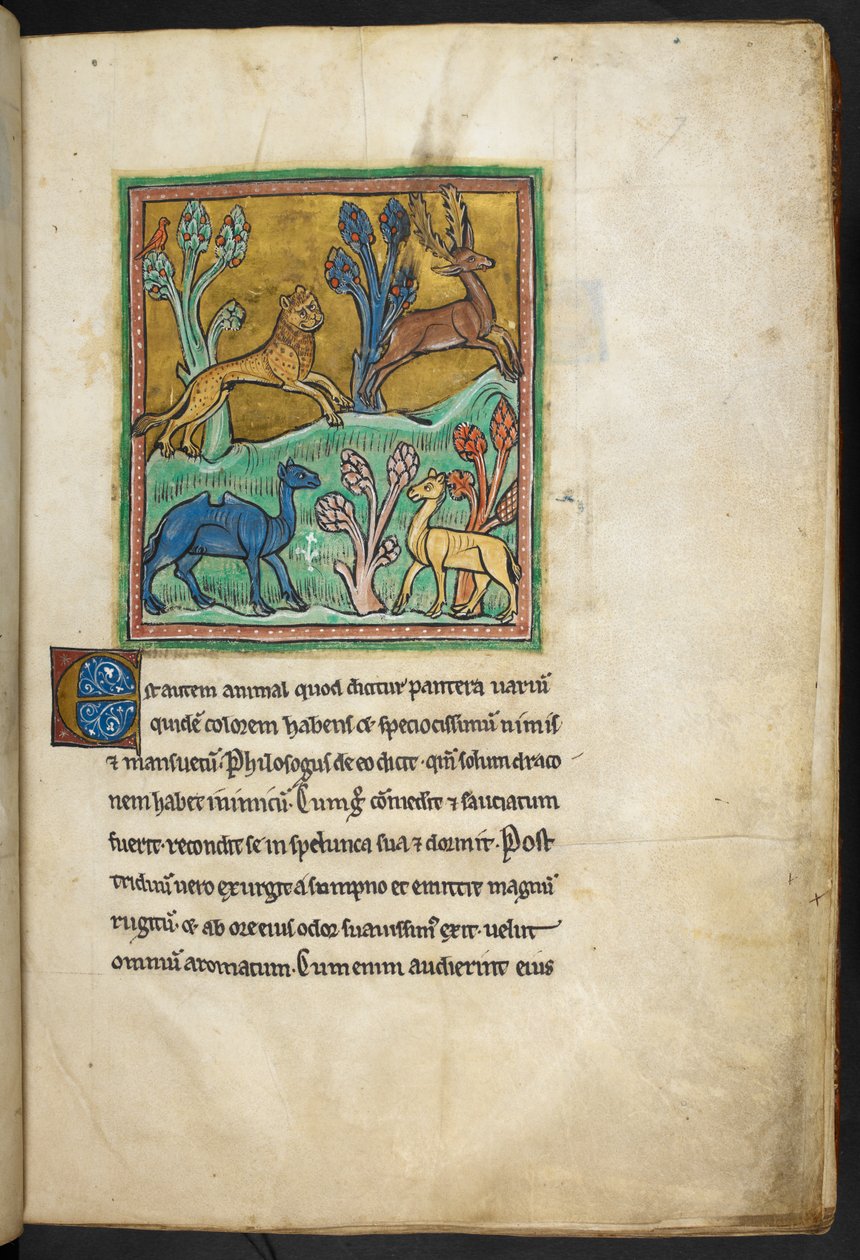 Royal 12 F.XIII, f.7 Um leopardo a perseguir um veado, com um camelo e outro animal. 

de Bestiary (ff. 3-141), Lapidary (ff. 141v-149) 2º quartel do século XIII de English School