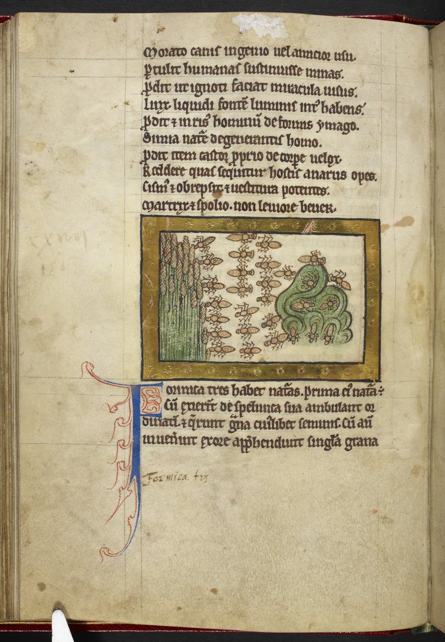 Royal MS 12 C XIX, f.24v Formigas, de 