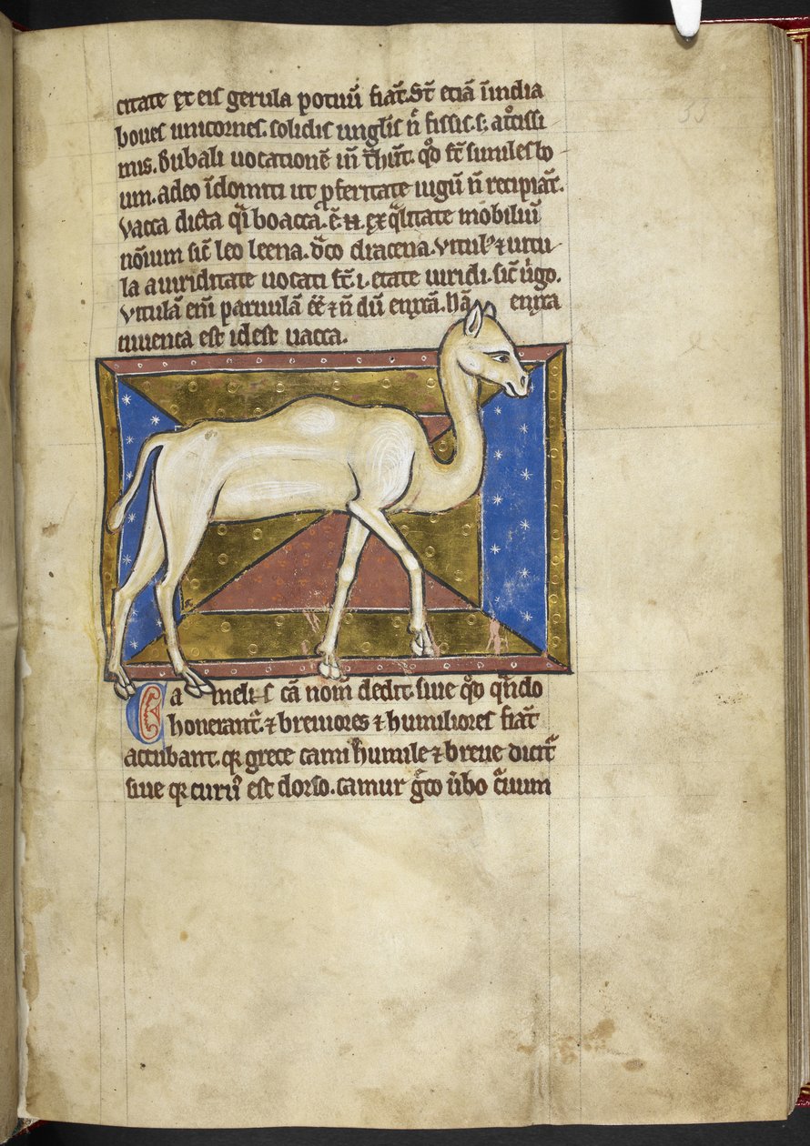 Royal MS 12 C XIX, f.33r Camelo, de "Bestiary", c.1200-10 (tinta, cor e ouro sobre velino) de English School