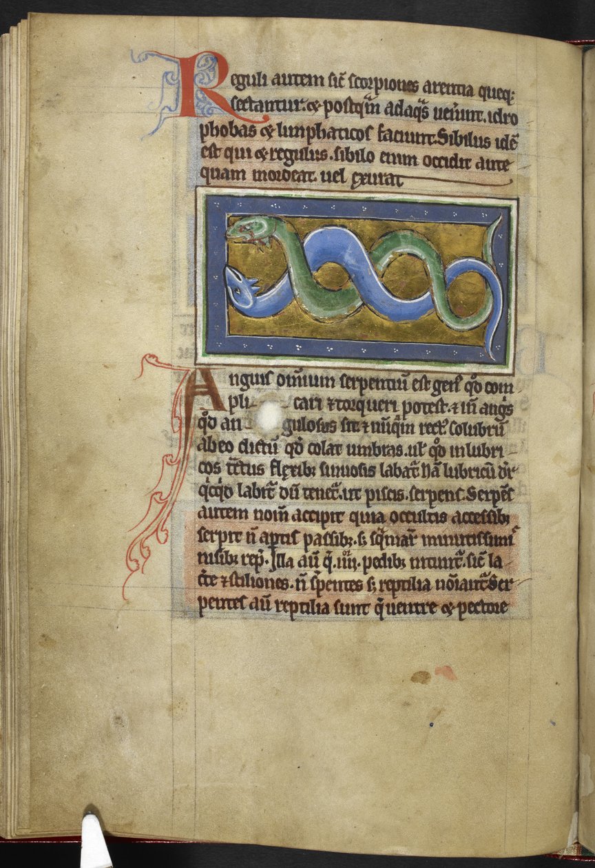 Royal MS 12 C XIX, f.63v Anguis, de "Bestiary", c.1200-10 (tinta, cor e ouro sobre velino) de English School