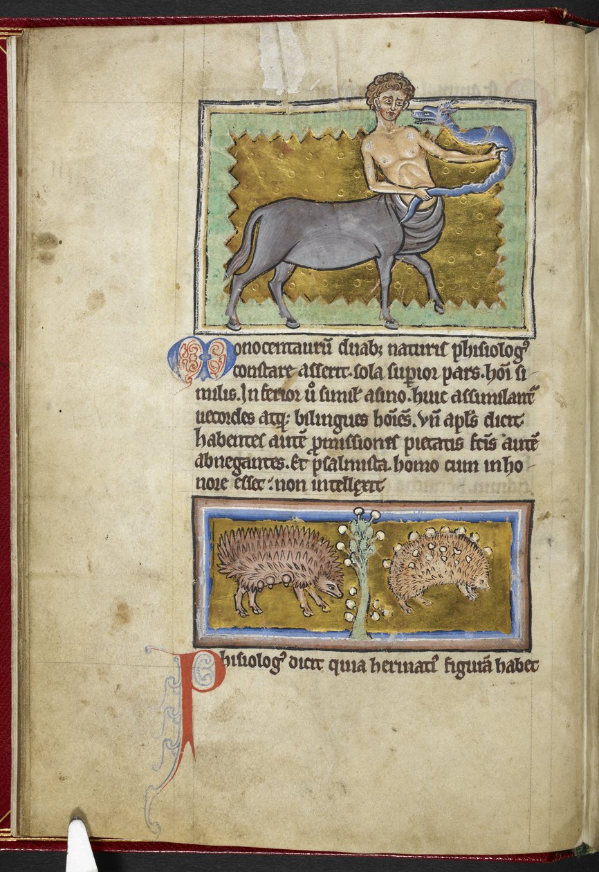 Royal MS 12 C XIX, f.8v Centauro, de "Bestiary", c.1200-10 (tinta, cor e ouro sobre velino) de English School