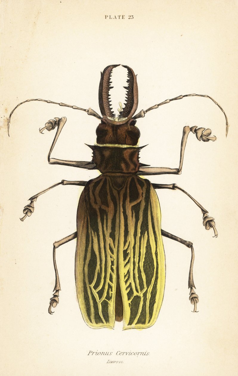 Escaravelho de Sabertooth, Macrodontia cervicornis (Prionus cervicornis) de English School