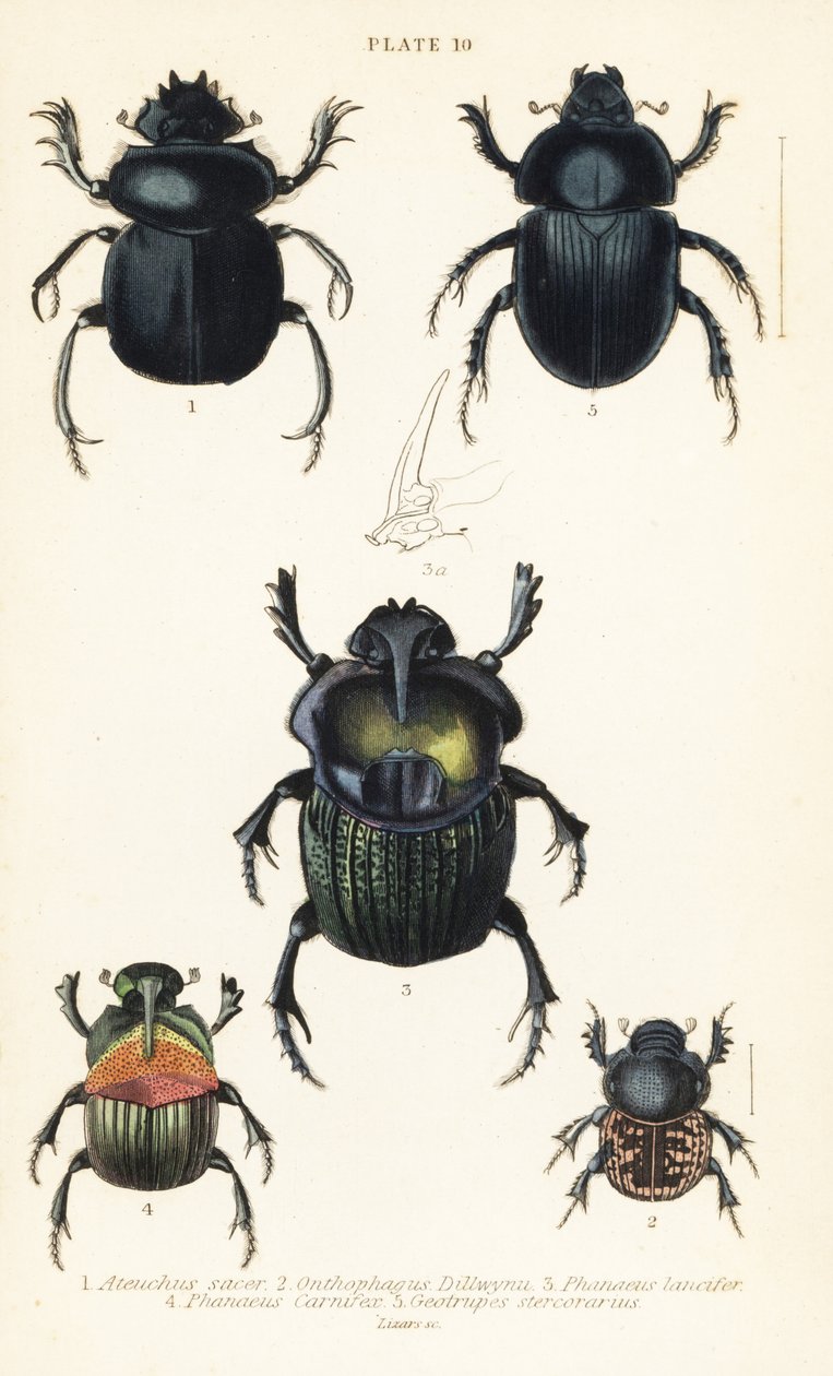 Escaravelho Sagrado, Scarabaeus sacer 1, escaravelhos de excrementos, Onthophagus nuchicornis 2, Coprophanaeus lancifer 3, Sulcophanaeus carnifex 4 e escaravelho de excrementos, Geotrupes stercorarius 5 de English School