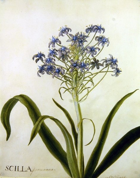 Scilla Peruviana Estudo Botânico (aquarela sobre papel) de English School