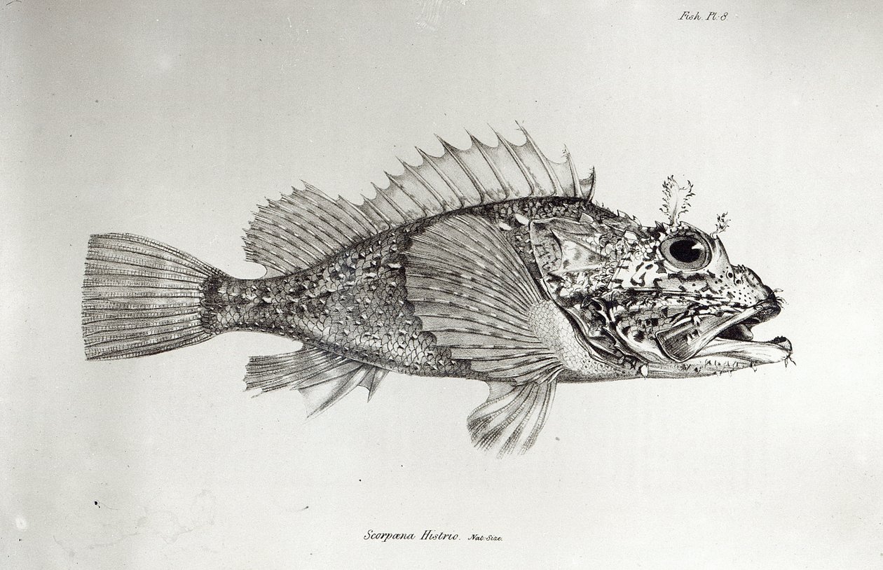 Peixe-escorpião, prato 8 de &39;A Zoologia da Viagem do HMS Beagle, 1832-36&39; de Charles Darwin de English School