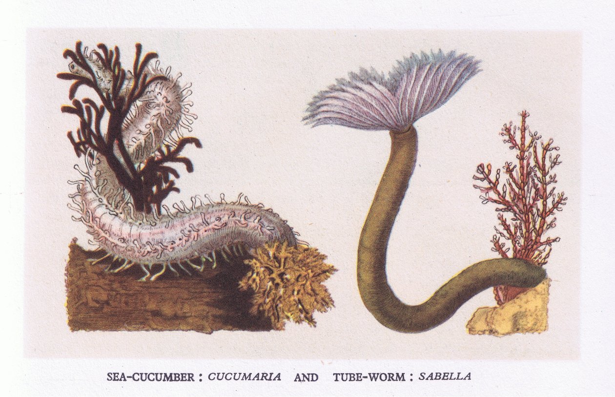 Sea Cucumber and Tube Worm, Nature in Britain publicado por Collins de English School