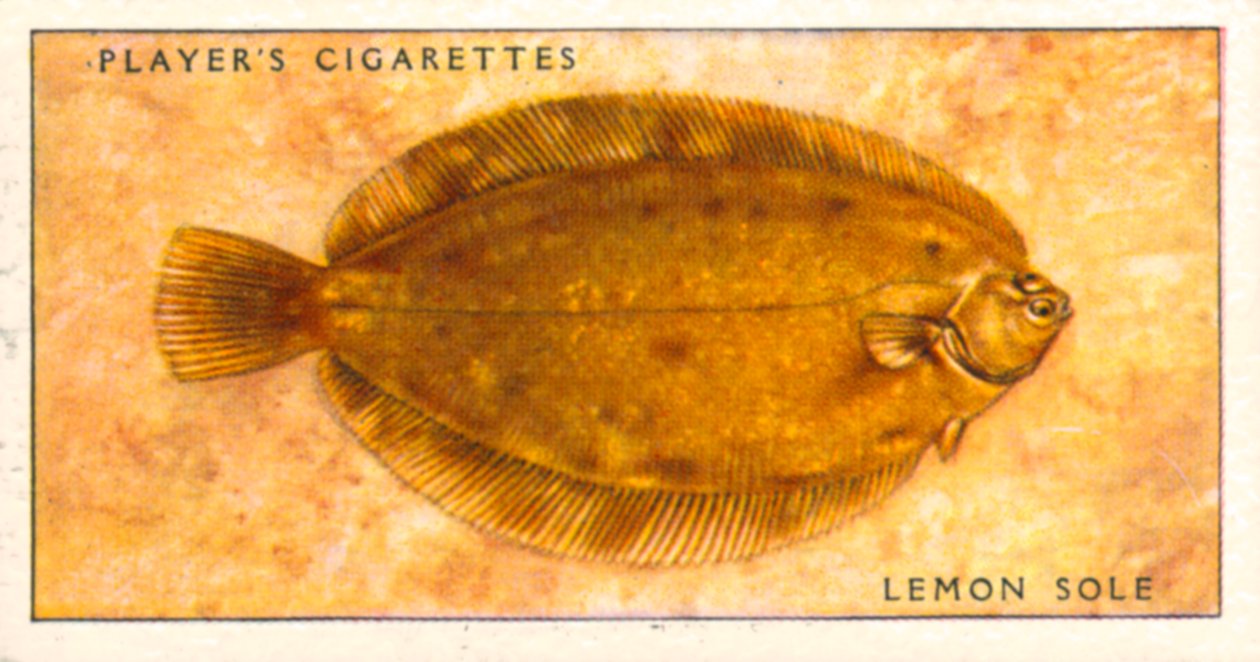 Peixes marinhos: Linguado-limão (litografia a cores) de English School